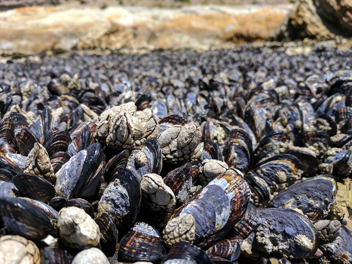 mussels