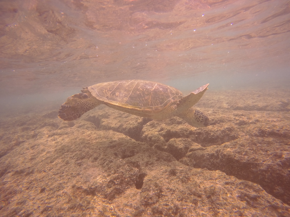 turtle