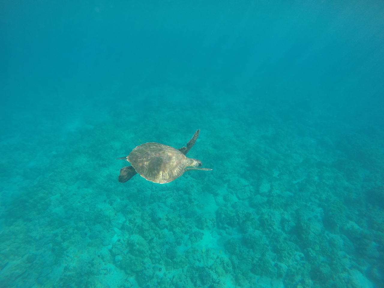 turtle2